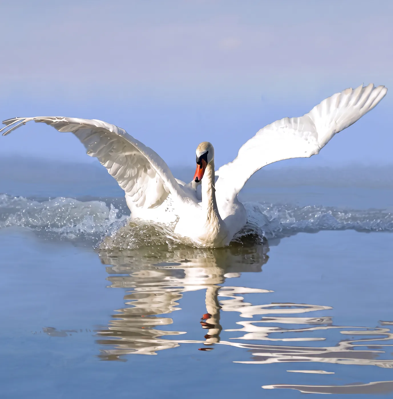 A white swan landing with wings raised on misty blue water