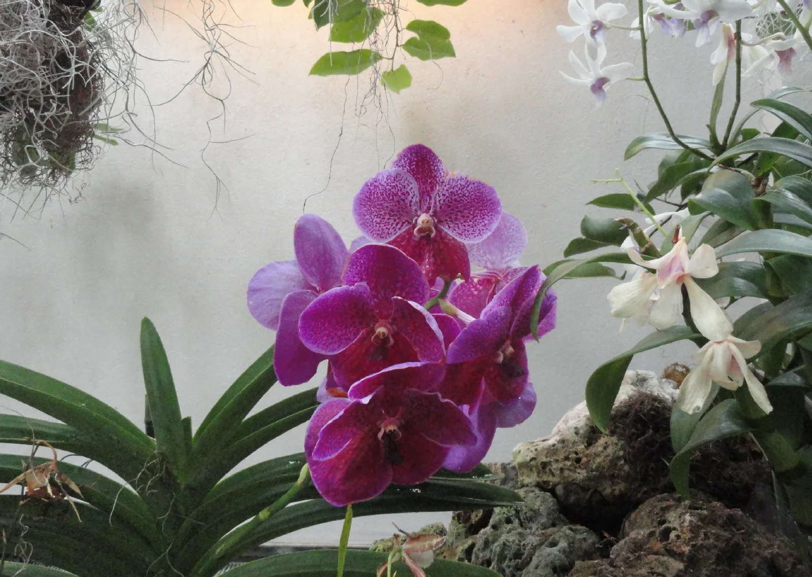 A luminous orchid opening against a softly colored background